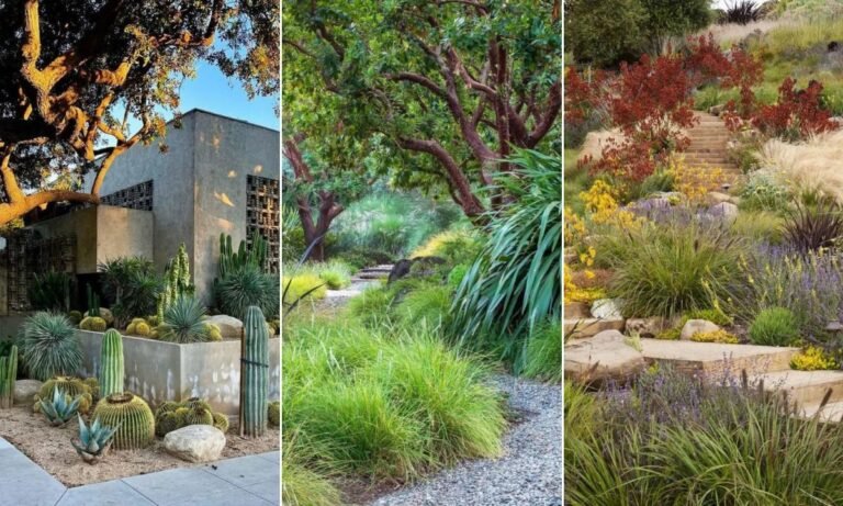24 Drought Tolerant Landscape Ideas