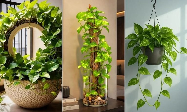 19 Money Plant Ideas for 2026